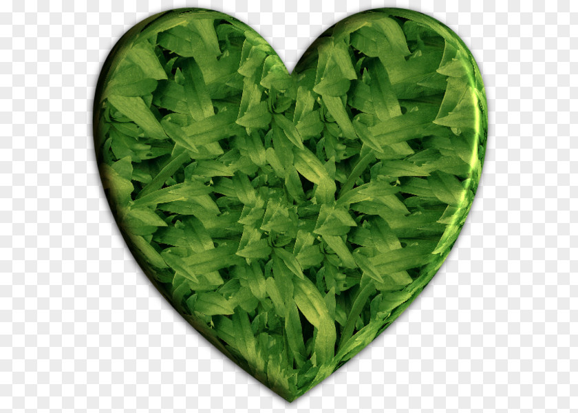 Pour Vous Nous Lettuce Spring Greens Herb Leaf Vegetable PNG