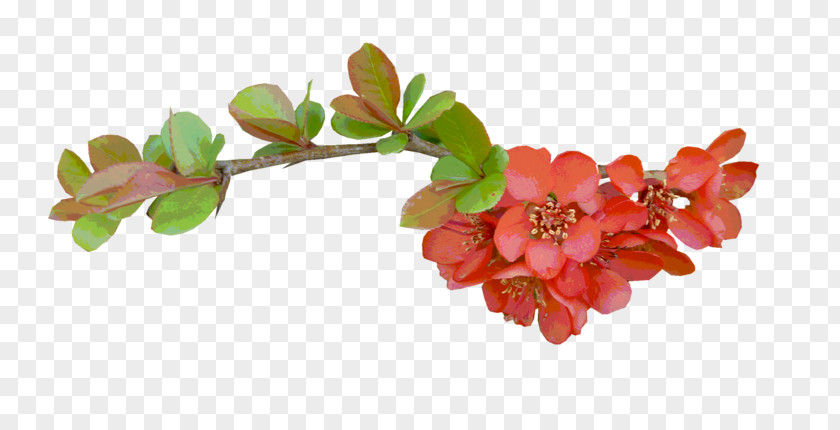 Red Pomegranate Flower Color PNG