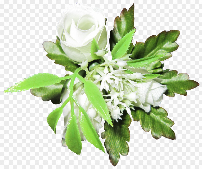 White Roses Beach Rose PNG