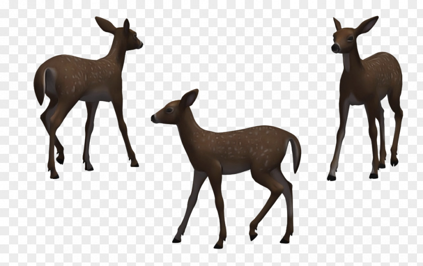 Wildlife Deer Roe Chamois Animal Figure PNG