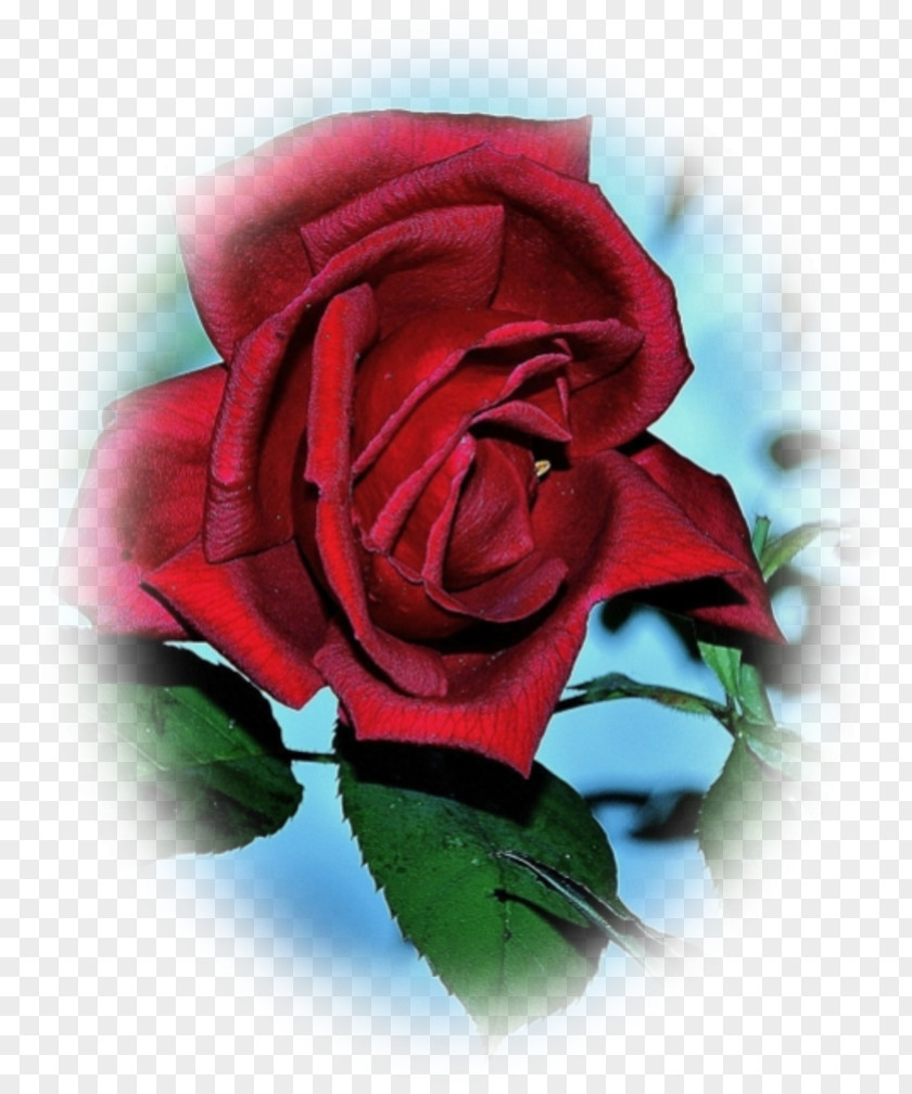 Amour Garden Roses Cabbage Rose Floristry Cut Flowers Petal PNG
