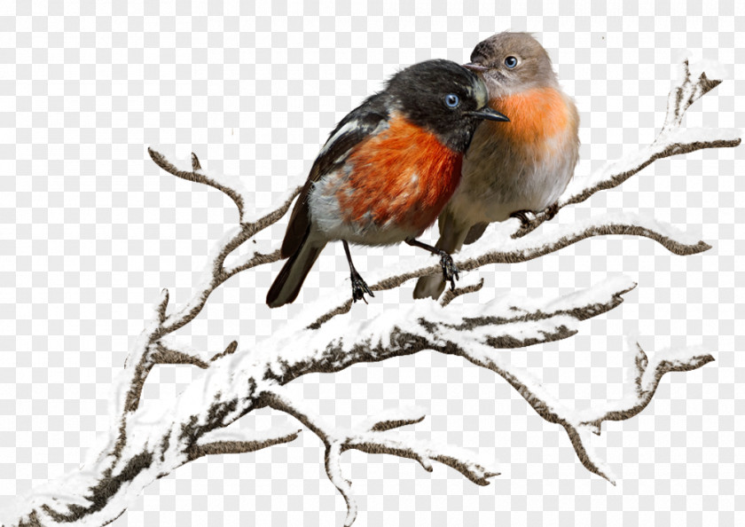 Bird European Robin Finch Beak Feather PNG