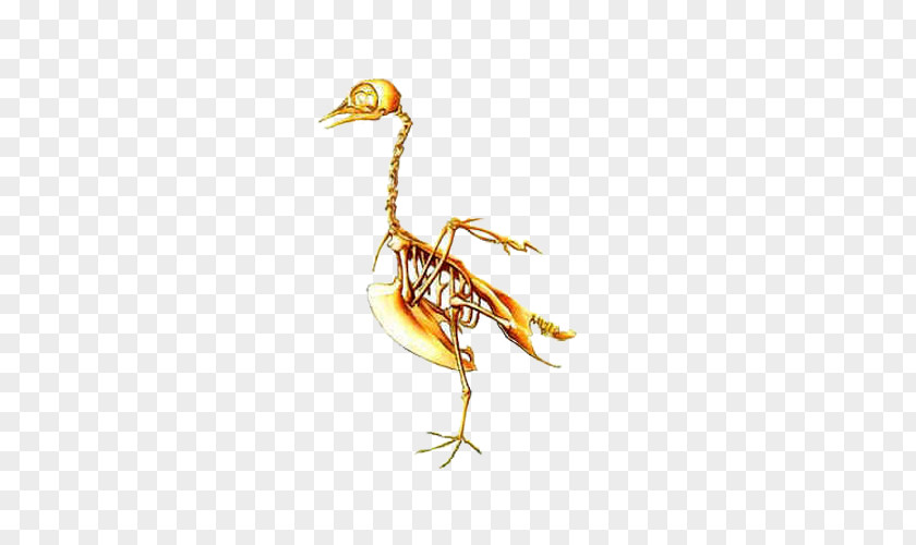 Bird Skeleton Jiahu U808cu8089u548cu9aa8u9abc Gudi Bone PNG