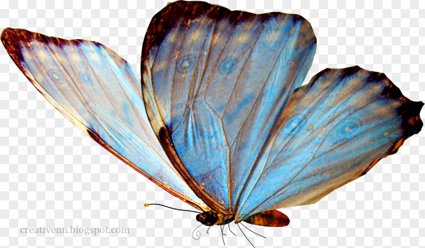 Blue Butterfly Clip Art PNG