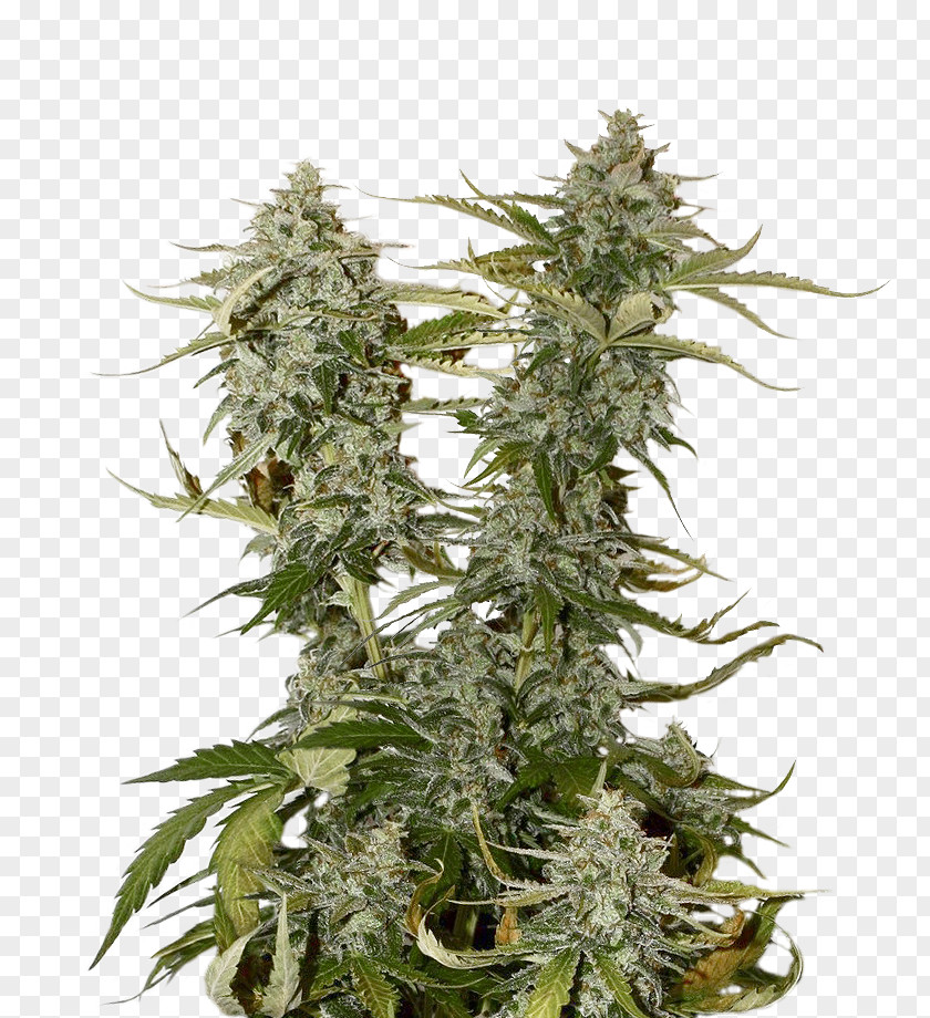 Cannabis Chocolate Kush Seed Hemp Plants PNG