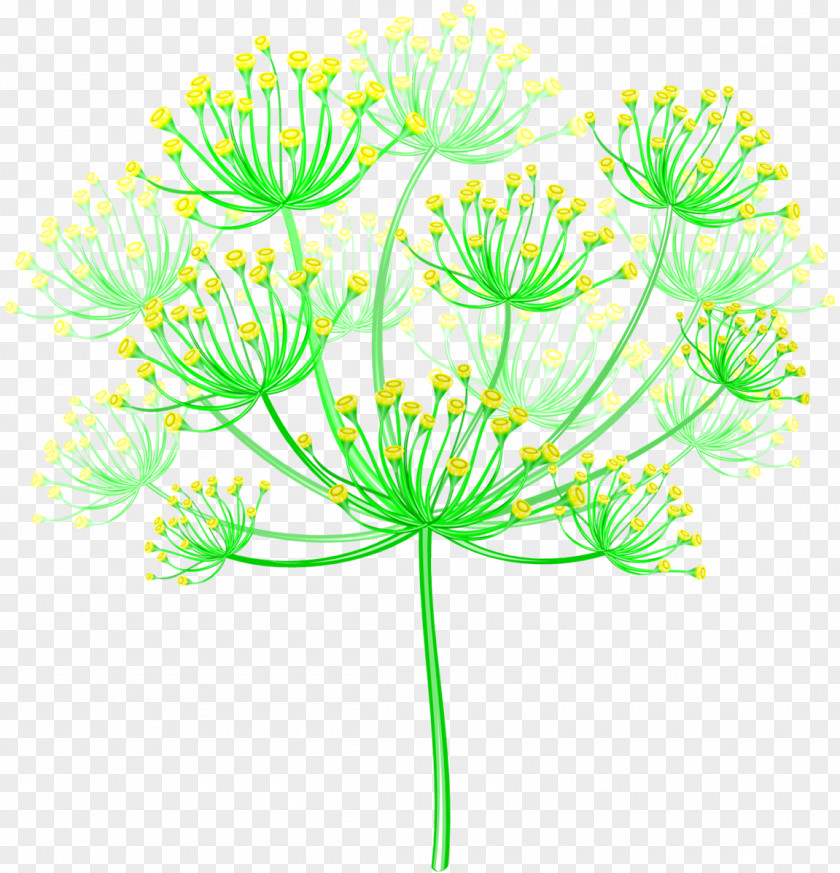 Dill Inflorescence Flower Presentation Poster PNG