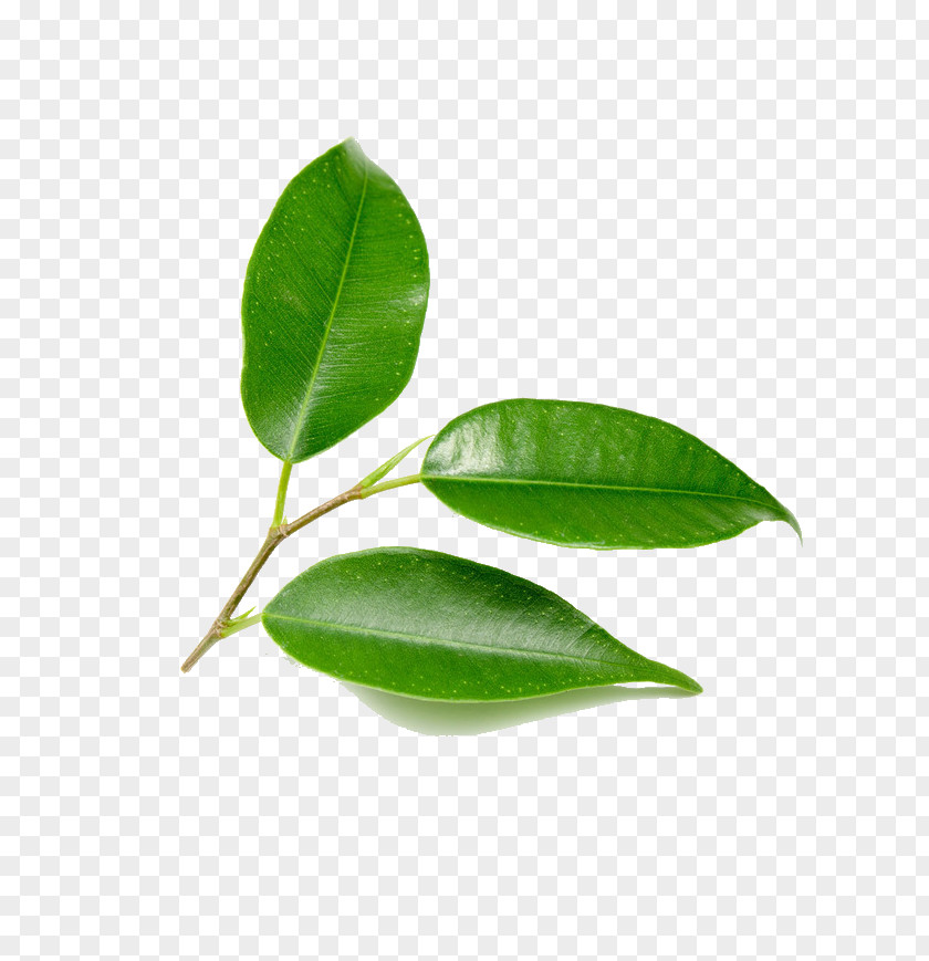 Green Leaves Leaf Tree Plant PNG