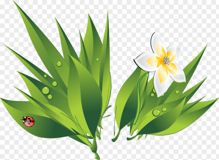 Green White Flowers Water Drops Drop Bubble Icon PNG