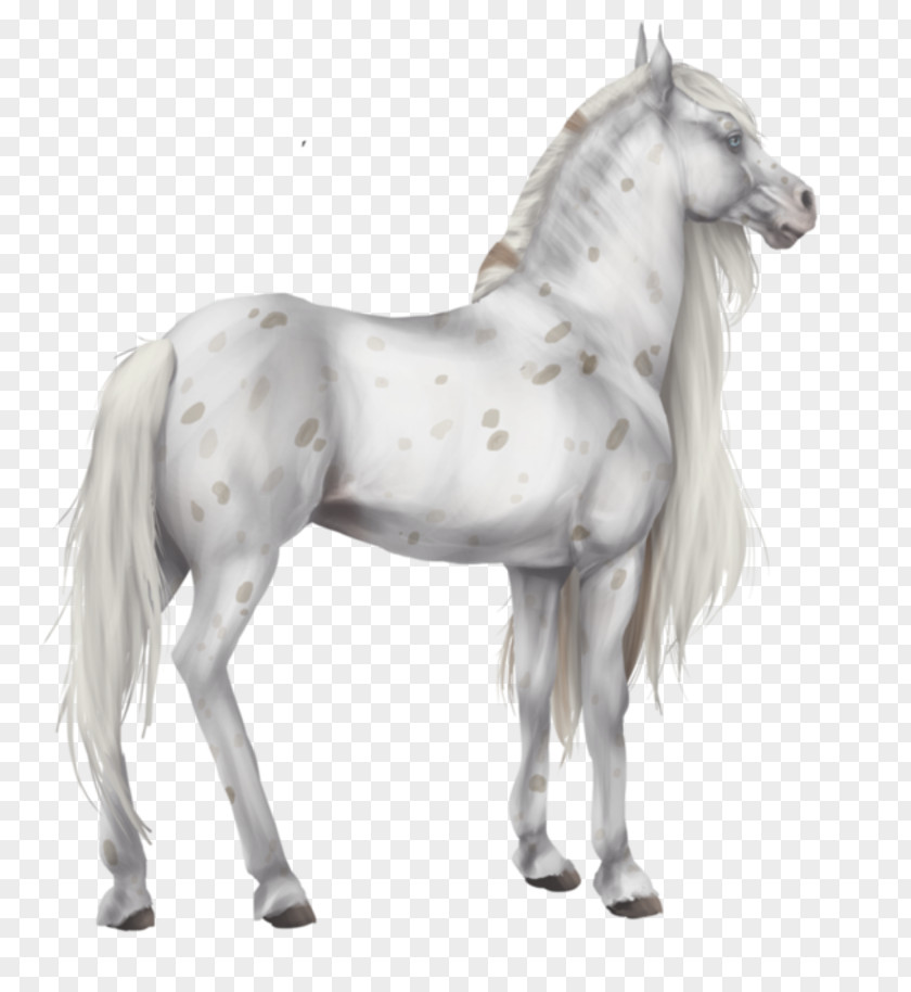 Mustang Foal Stallion Colt Pony PNG