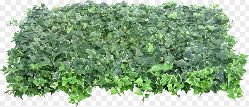 Plant Shrub PNG