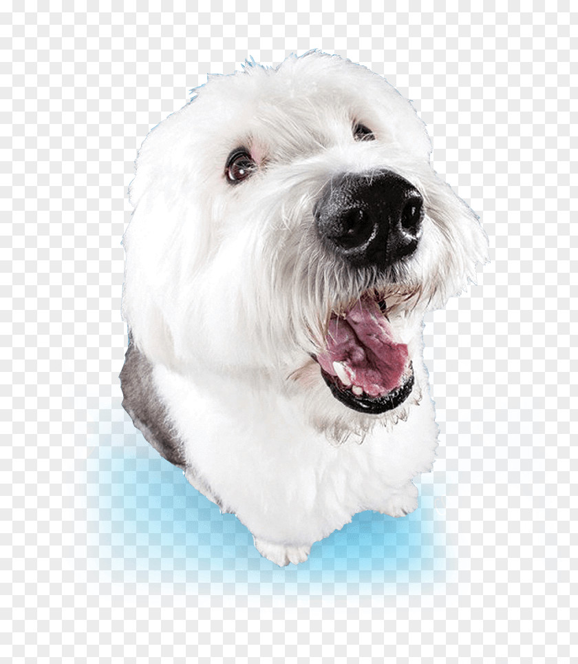 Shampoo Maltese Dog Havanese West Highland White Terrier Dandie Dinmont Coton De Tulear PNG
