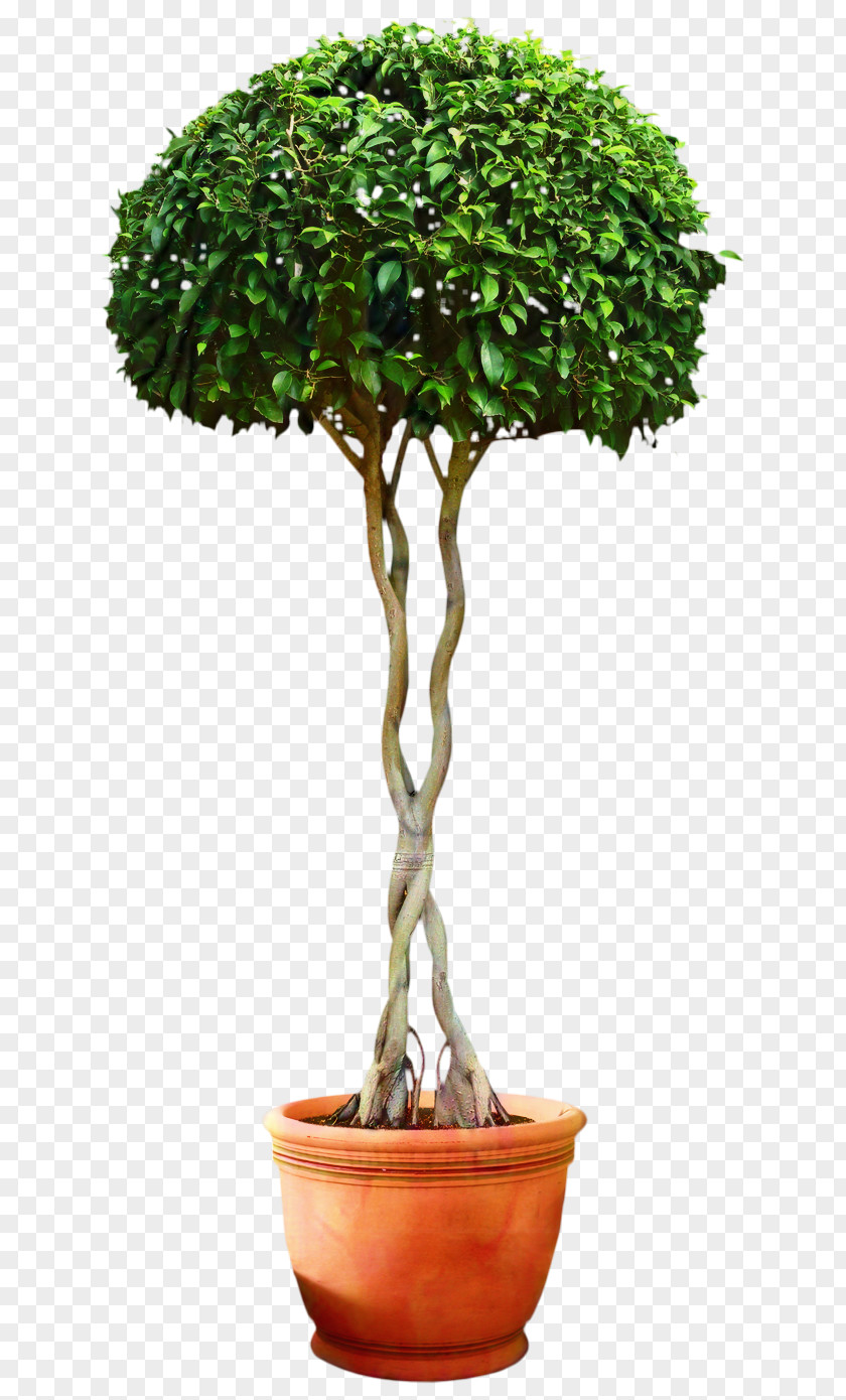 Chinese Sweet Plum Tree Shrub PNG