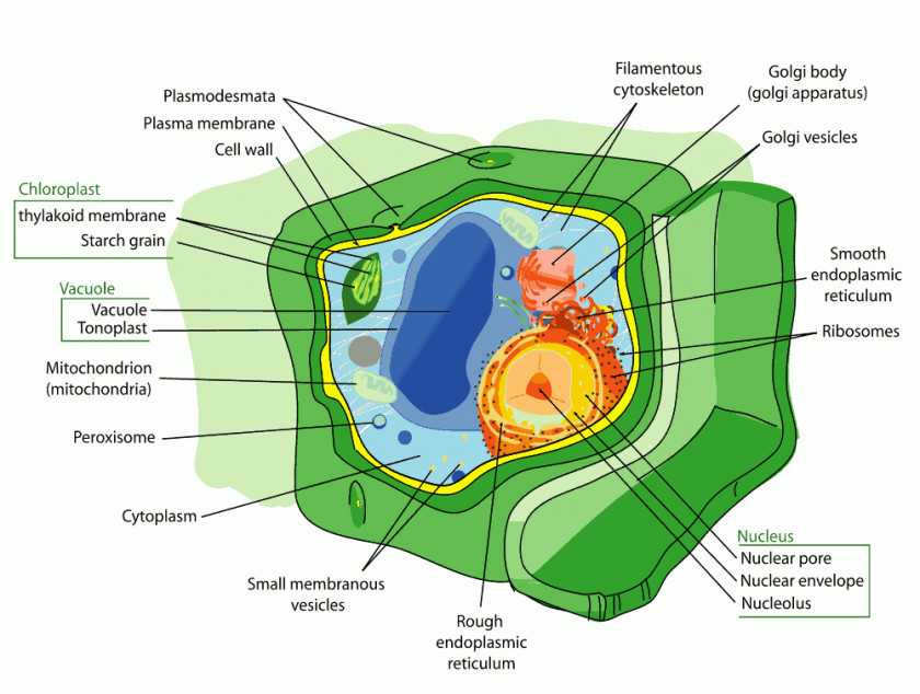 Cytoplasm Cliparts Plant Cell Organelle Chloroplast PNG