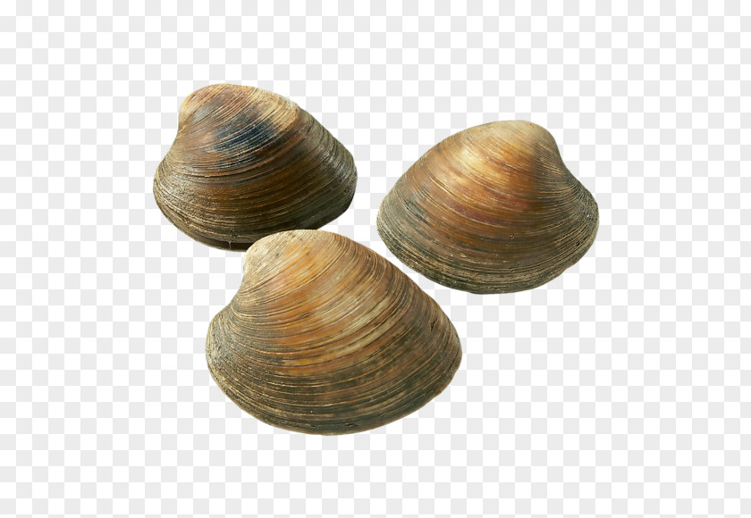 Fish Cockle Clam Chowder Mussel Oyster PNG