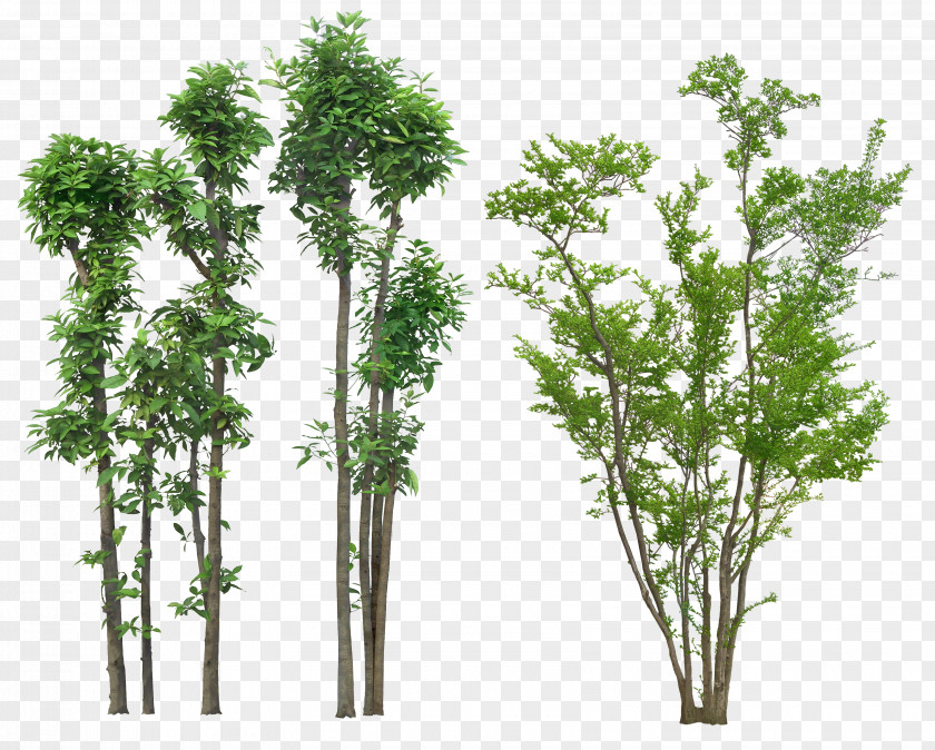 Shrubs Tree Plant Drawing Architecture PNG