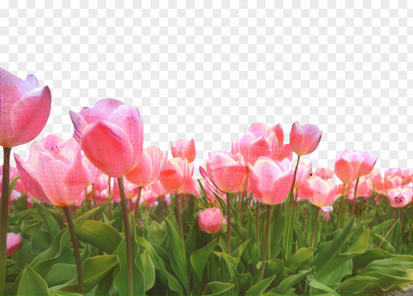 Tulip Annual Plant Spring Pink M Blossom PNG