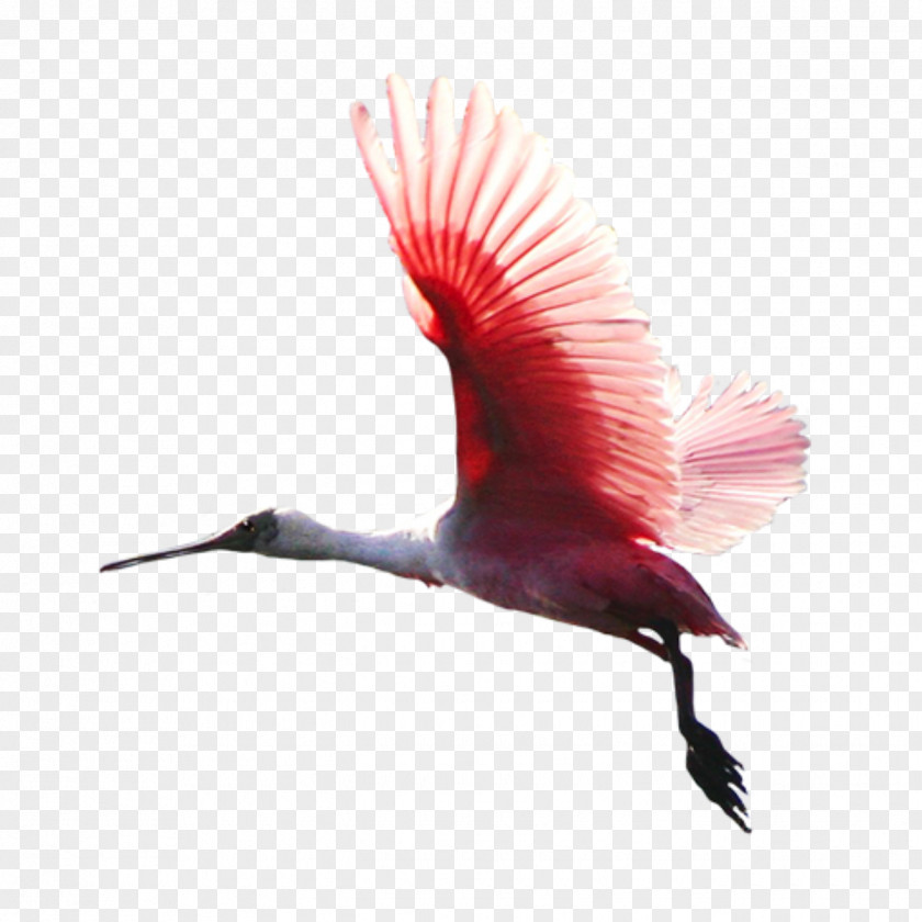 Wildlife Hummingbird Feather PNG