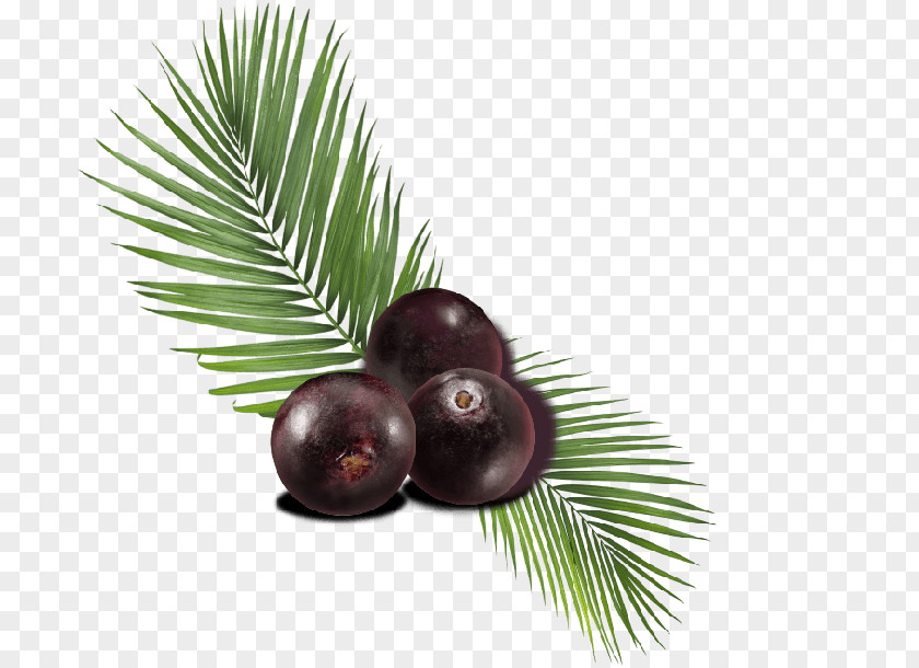 Berries Palm Trees Berry Fruit Superfood PNG