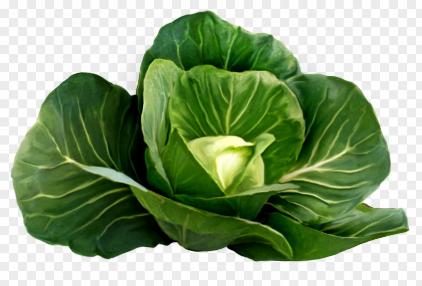 Cabbage Image Cauliflower Vegetable Clip Art PNG