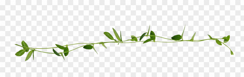 Garland Design Twig Grasses Plant Stem Leaf Line Art PNG