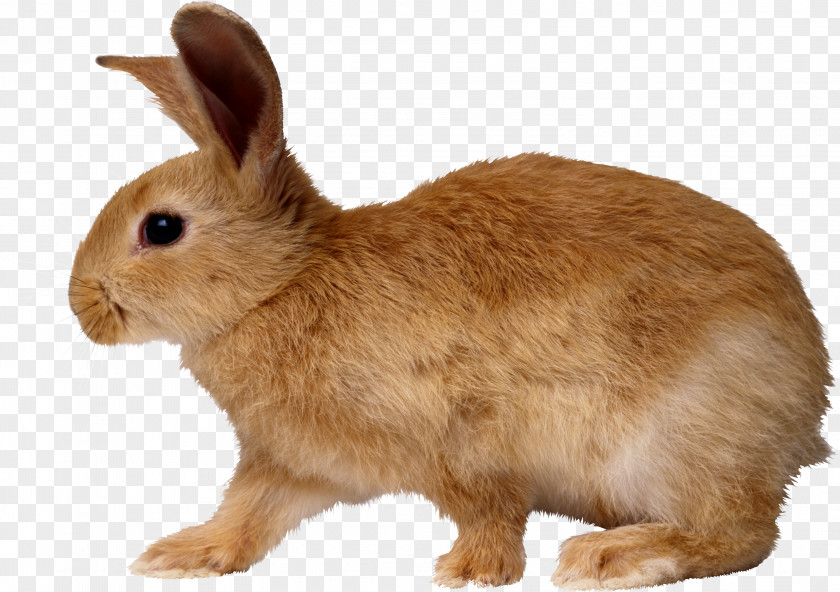 Rabbit Image Easter Bunny Dog PNG