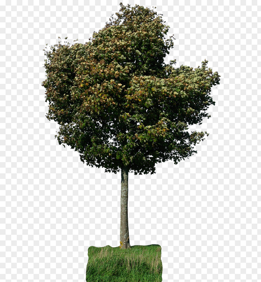Arboles Tree Plant Photography PNG