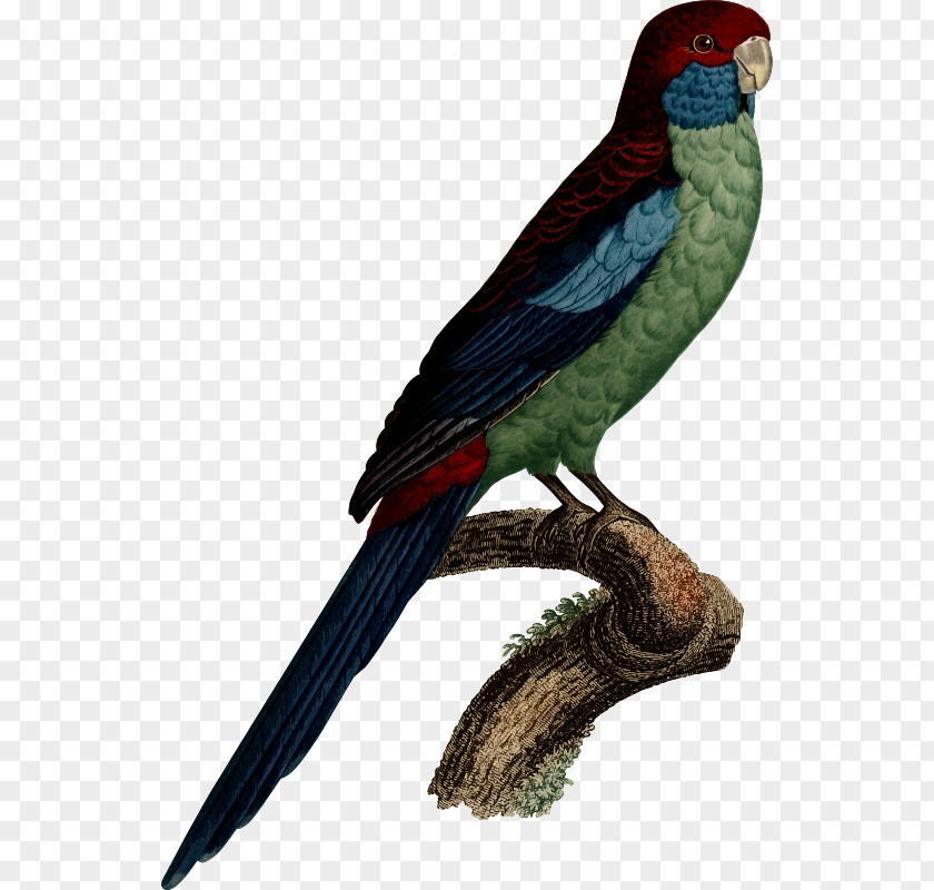 Bird Budgerigar Parrot Macaw Parakeet PNG