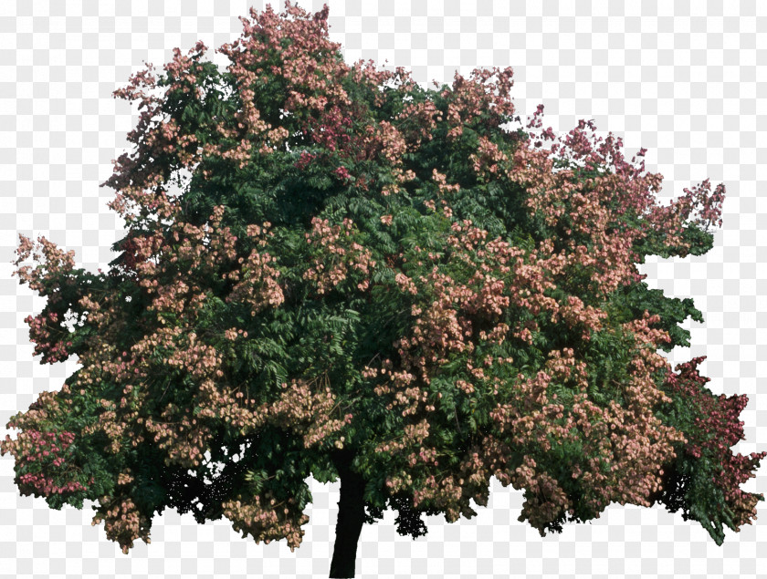 Bush Tree Koelreuteria Bipinnata Plant Paniculata Bark PNG