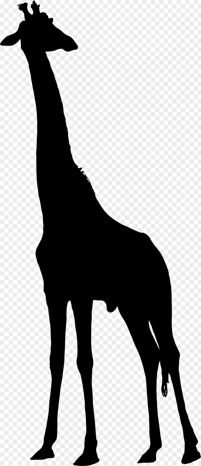 Giraffe West African Silhouette Clip Art PNG