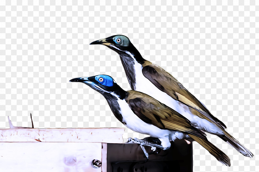 Magpie Perching Bird Beak PNG