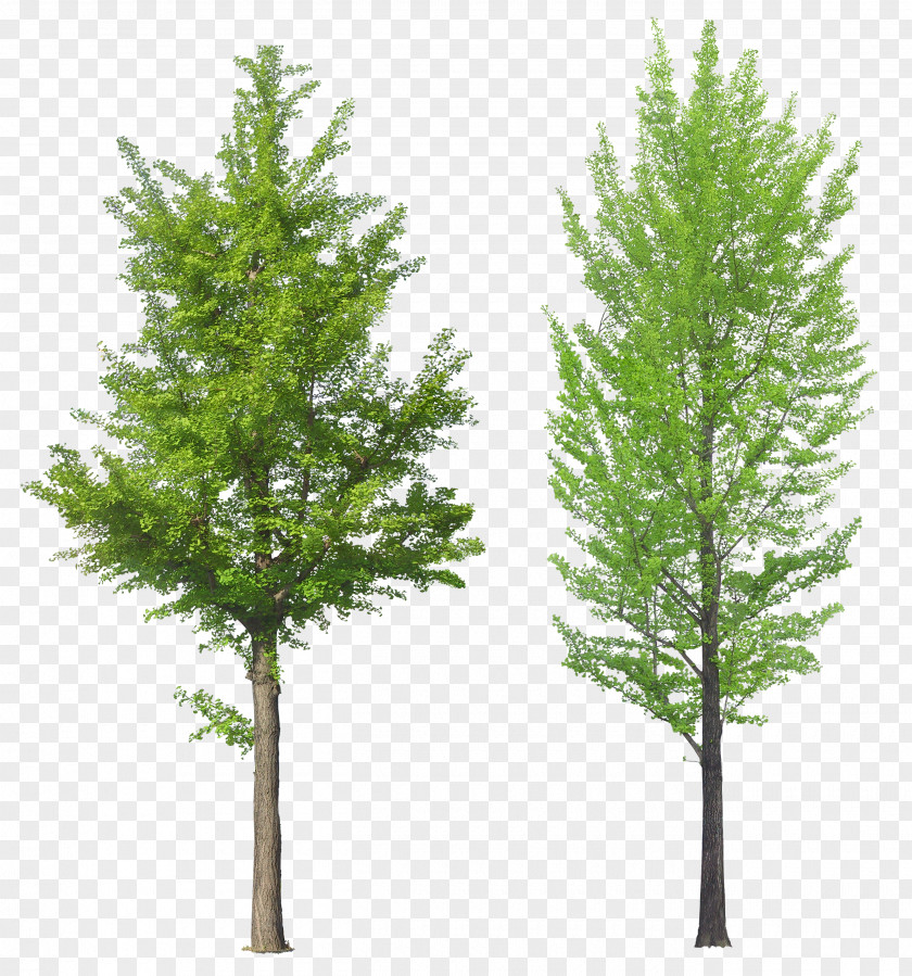 Tree Transparency Spruce Clip Art PNG