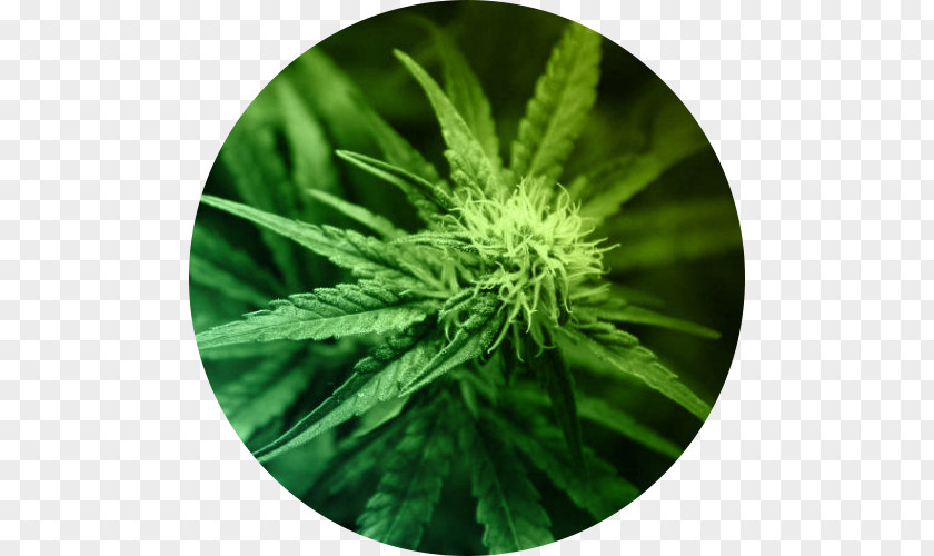 Cannabis Medical Cannabidiol Legality Of Smoking PNG