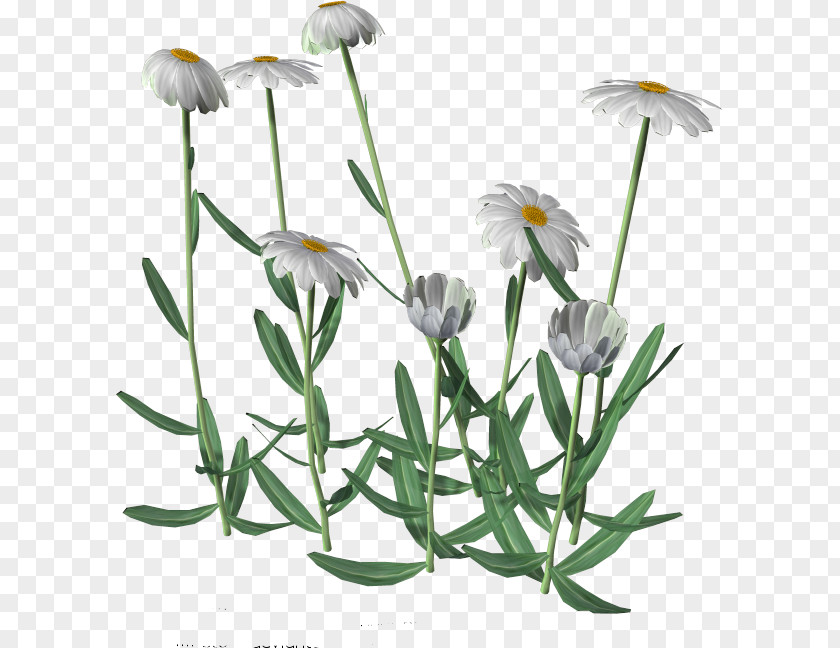 Daisy Flower Cartoon Clip Art PNG