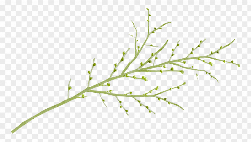 Leaf Branch PNG