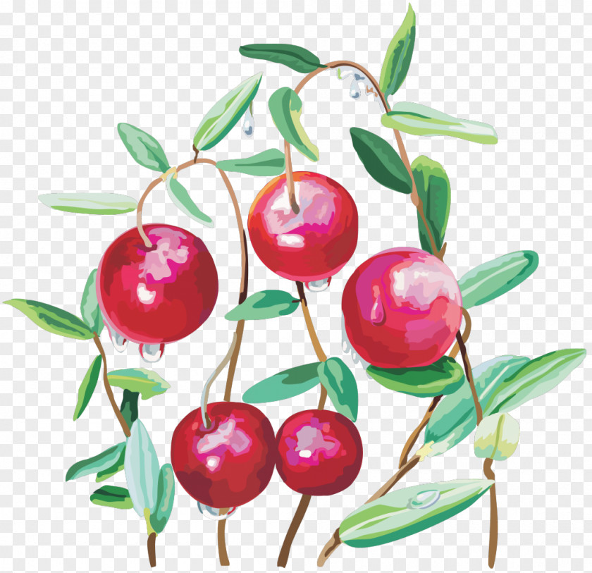 Cranberry Clip Art PNG