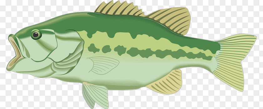 Fishing Clip Art Largemouth Bass Image PNG