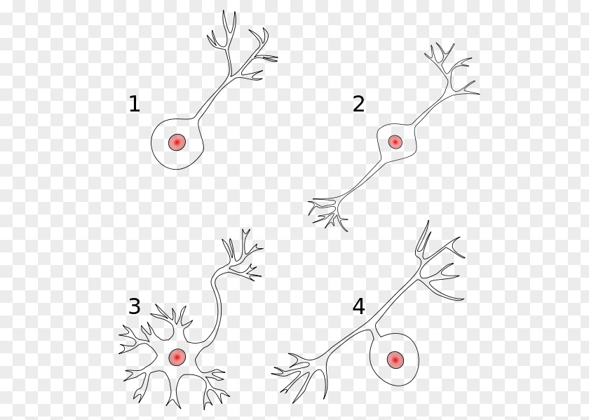 Neurons Bipolar Neuron Pseudounipolar Multipolar PNG