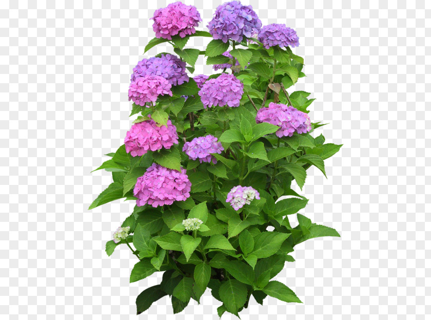 Plant Climbing Hydrangea Houseplant Flower Garden PNG