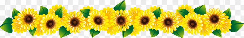 Sunflower Header Separator Line Common Stock Photography PNG