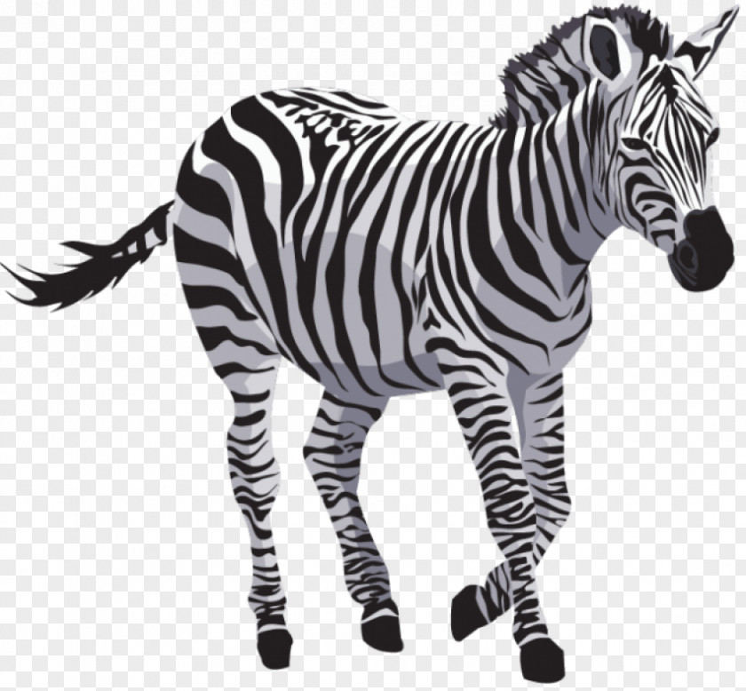 Zebra Clip Art Image Transparency PNG