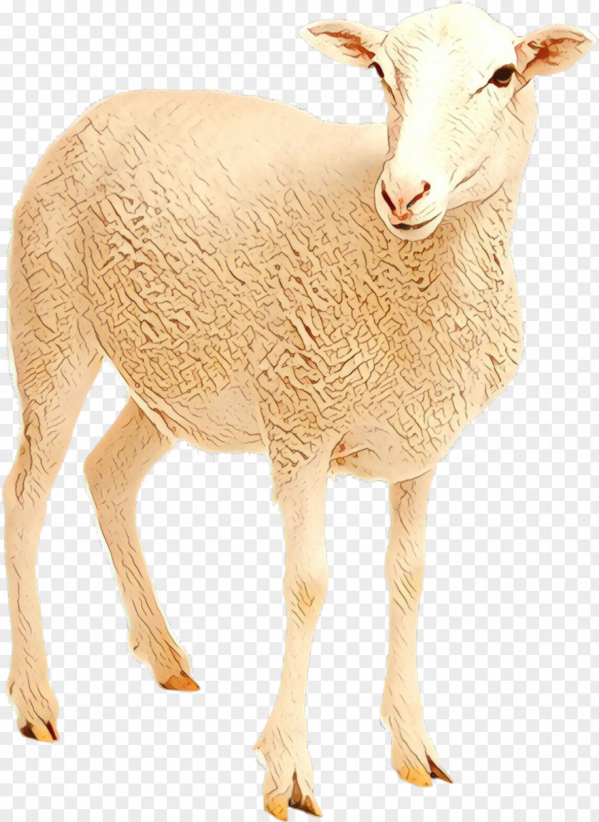 Barbary Sheep Goat Neck Bovidae PNG