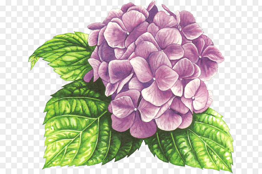 Painting Hydrangea Watercolor Drawing PNG