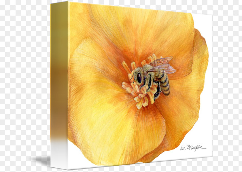 Bee Still Life Photography Honey Gallery Wrap PNG