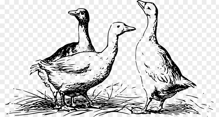 Duck Goose Mallard Chicken Bird PNG