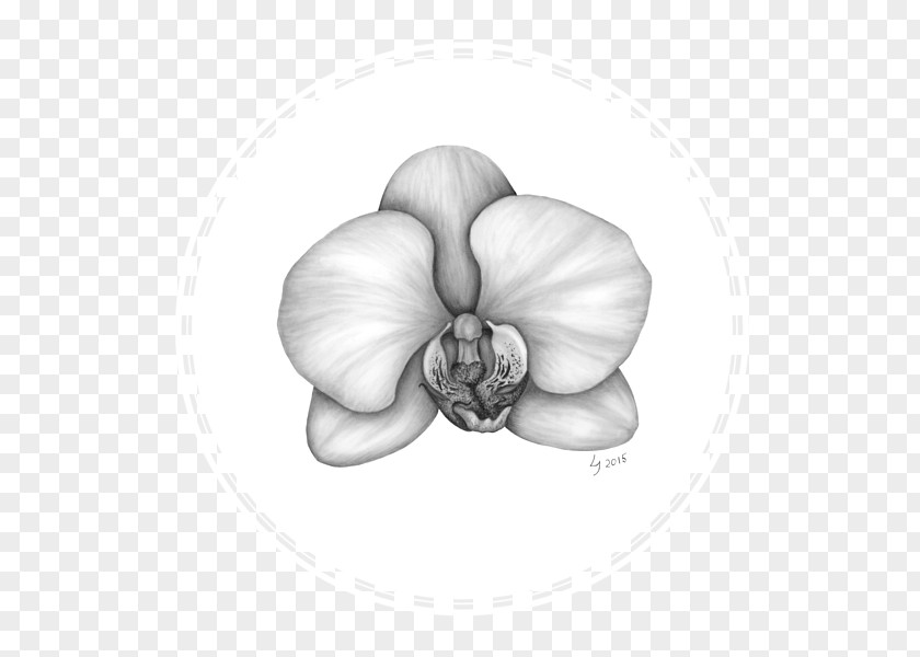Orchid White Flowering Plant PNG