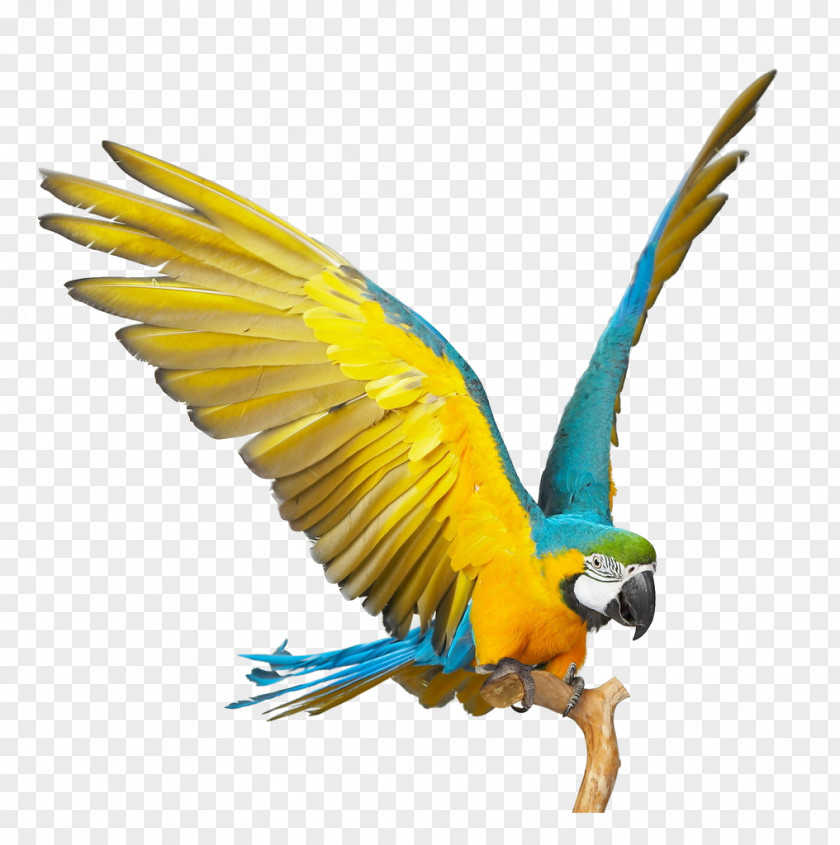 Parrot Blue-and-yellow Macaw Scarlet Bird Blue And Gold Macaws, The Complete Owners Guide On How To Care For Yellow Facts Habitat, Breeding, Lifespan, Behavior, Diet, Cage PNG