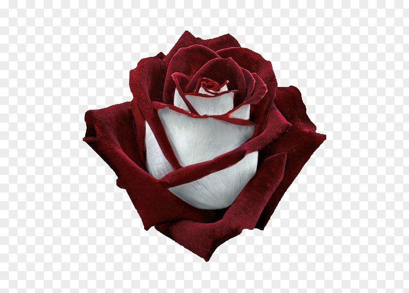 Rose Garden Roses Flower Flora: Images Hybrid Tea PNG