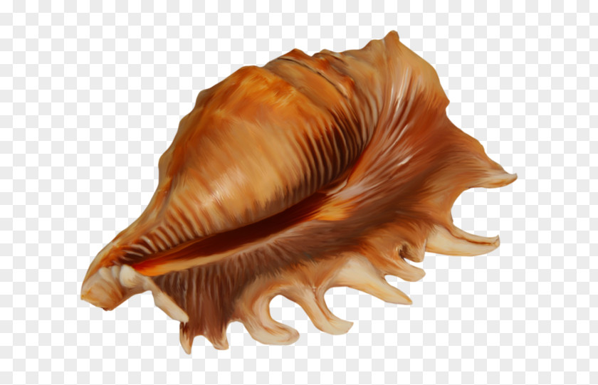 Seashell Vector Graphics Image Clip Art Drawing PNG