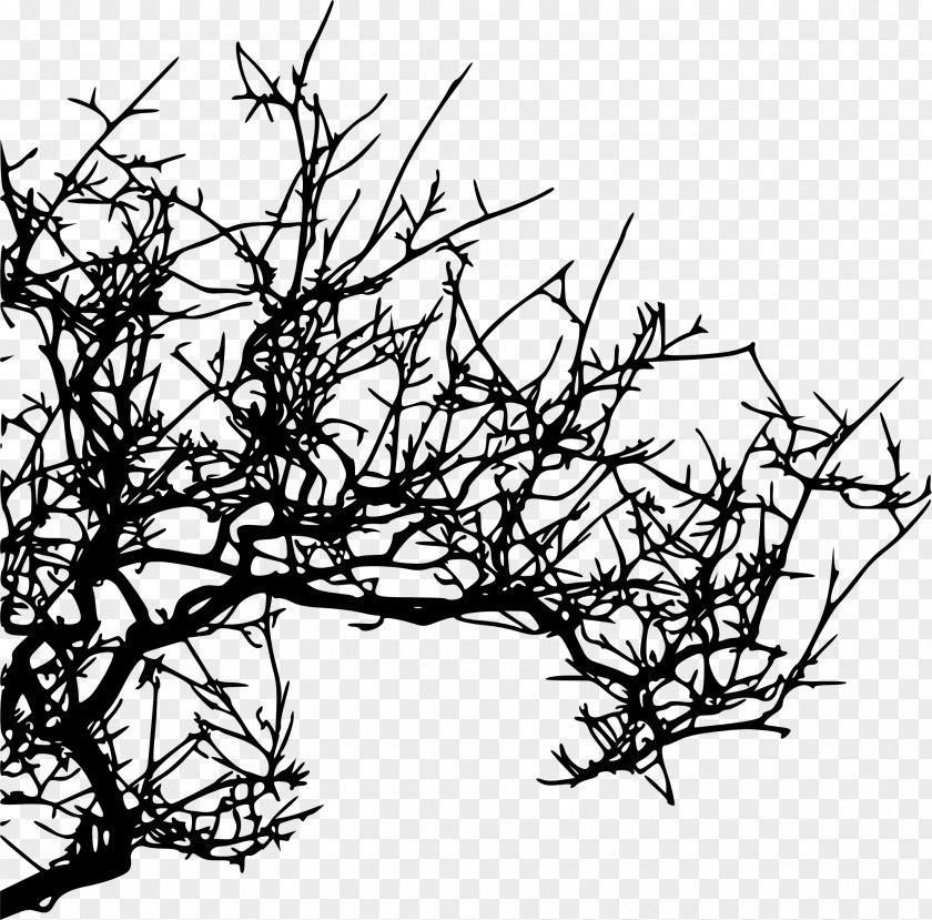 Tree Branch Silhouette PNG