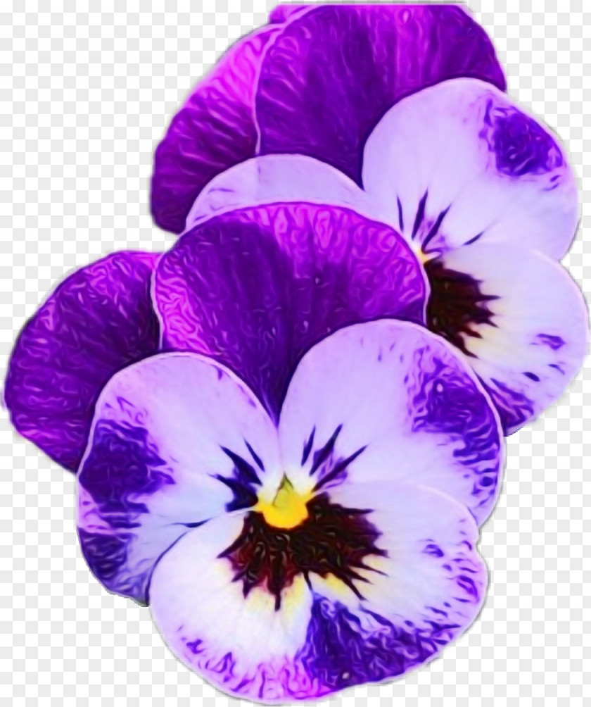 Violet Family Pansy Flower Flowering Plant Purple Petal PNG